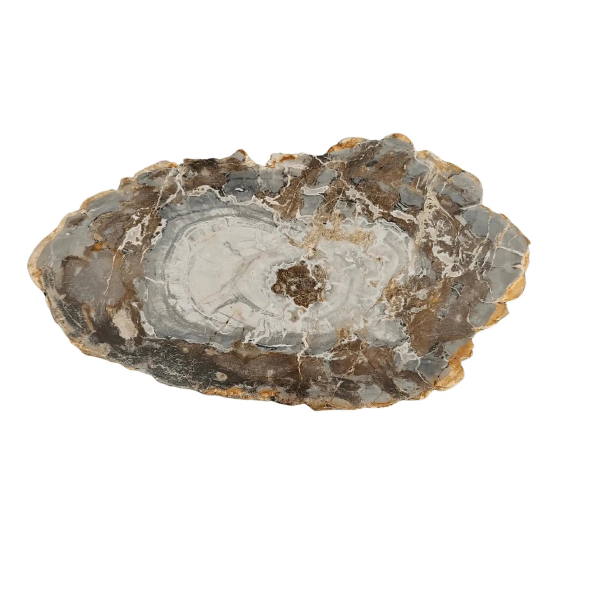 This is the front side of this petrified wood slab