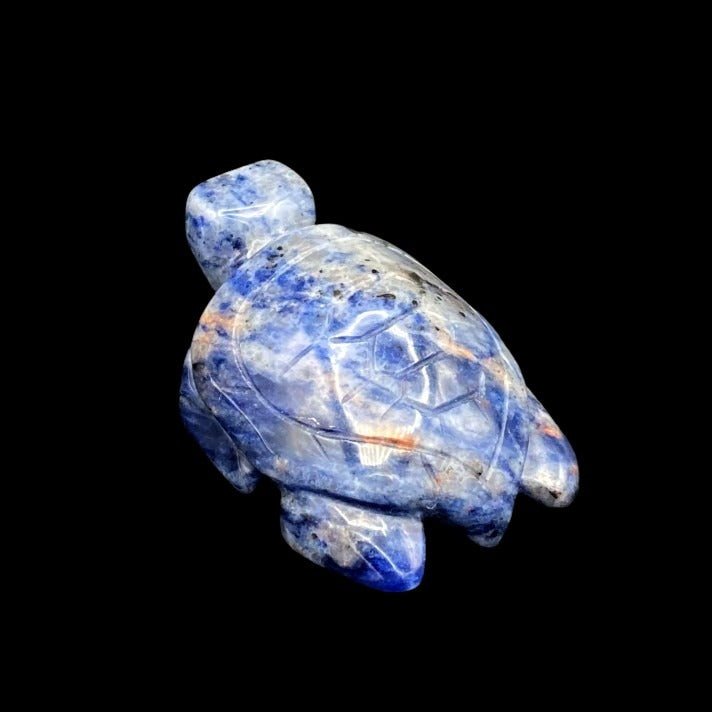 Back View Of Turtle