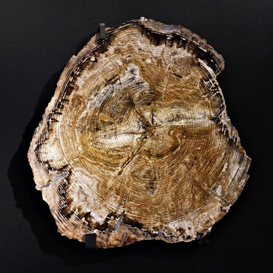 Polished Petrified Wood Slab Brown