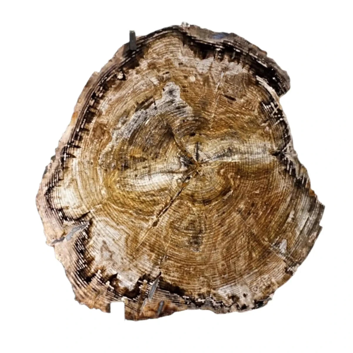 Polished Petrified Wood Slab Brown