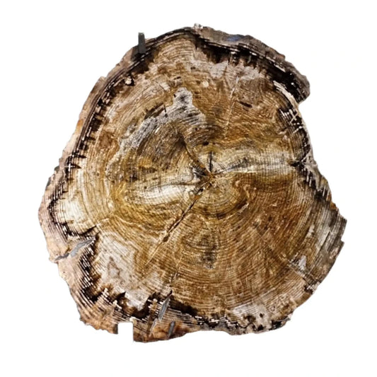 Polished Petrified Wood Slab Brown
