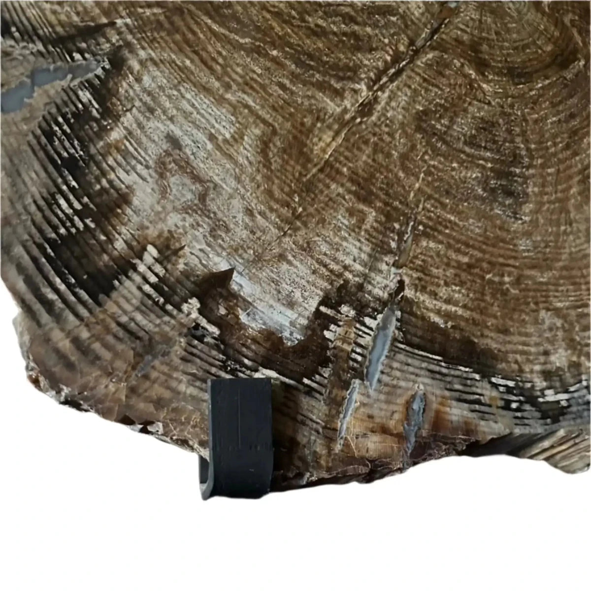 Close Up of Metal Wall Frame Holding Petrified Wood