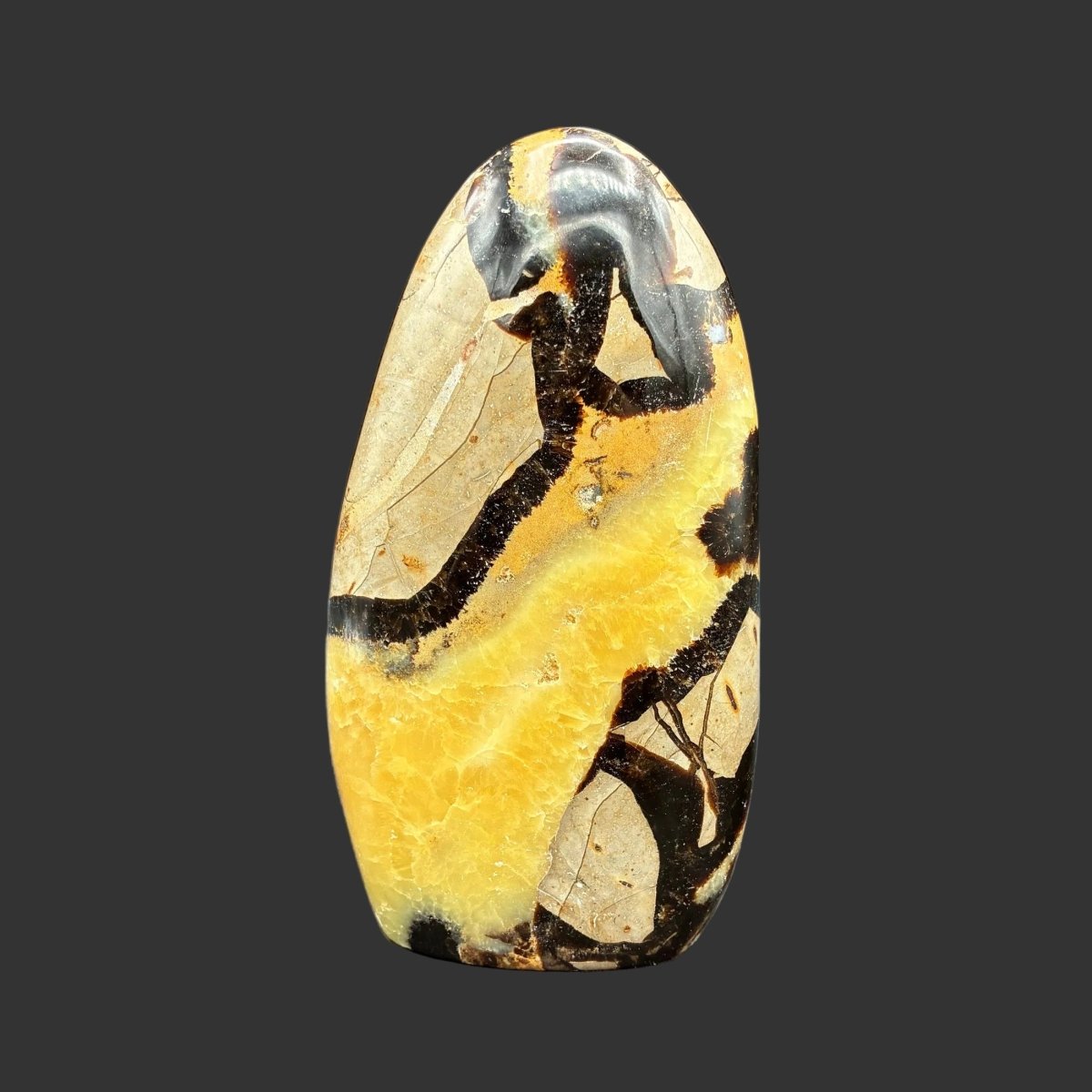 Front side of this polished Septarian freeform in front of a black background.