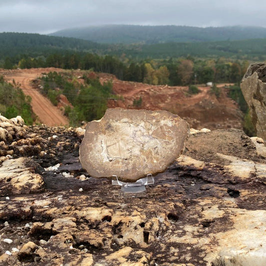 Polished Taupe, Brown, And White Petrified Wood Slab, In Natural Light