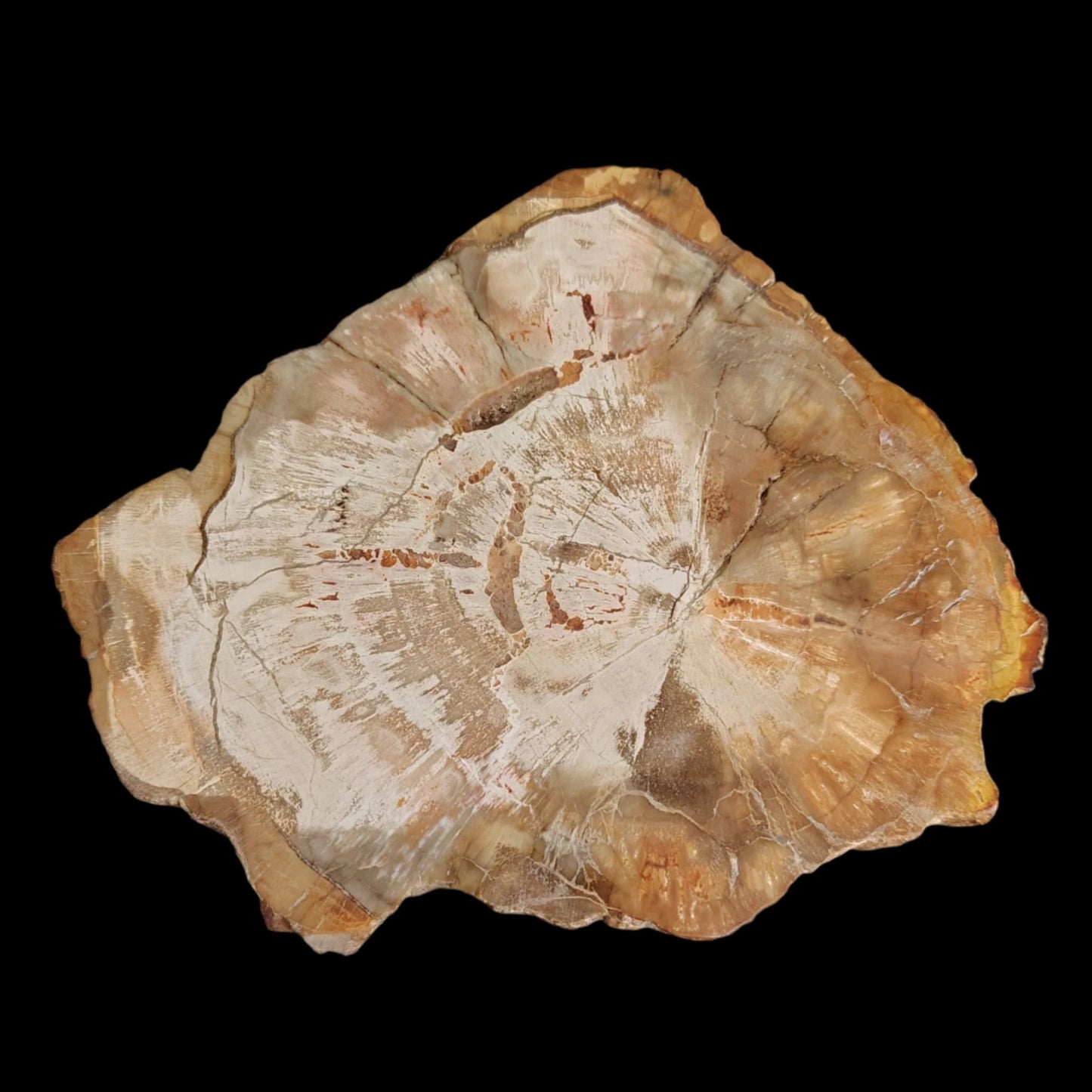 This is the front side of this petrified wood slab