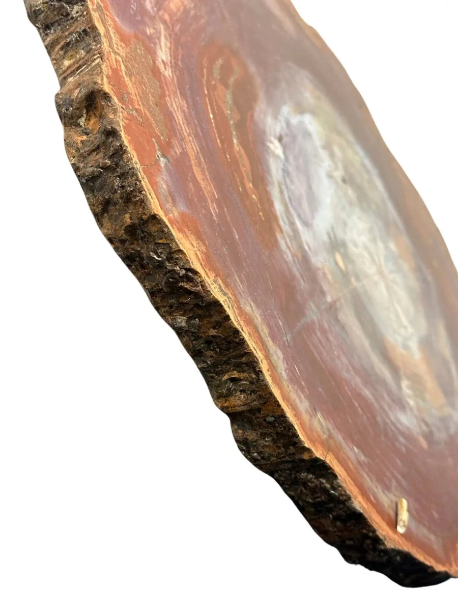 View of unpolished side of Arizona red petrified wood