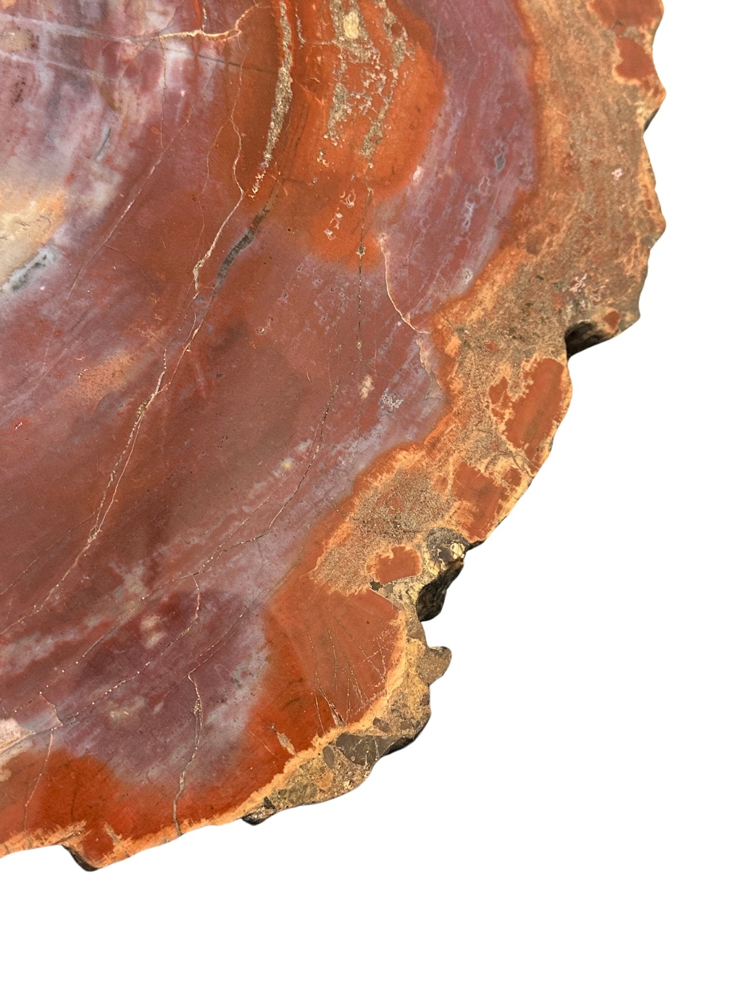 Close up of Arizona petrified wood