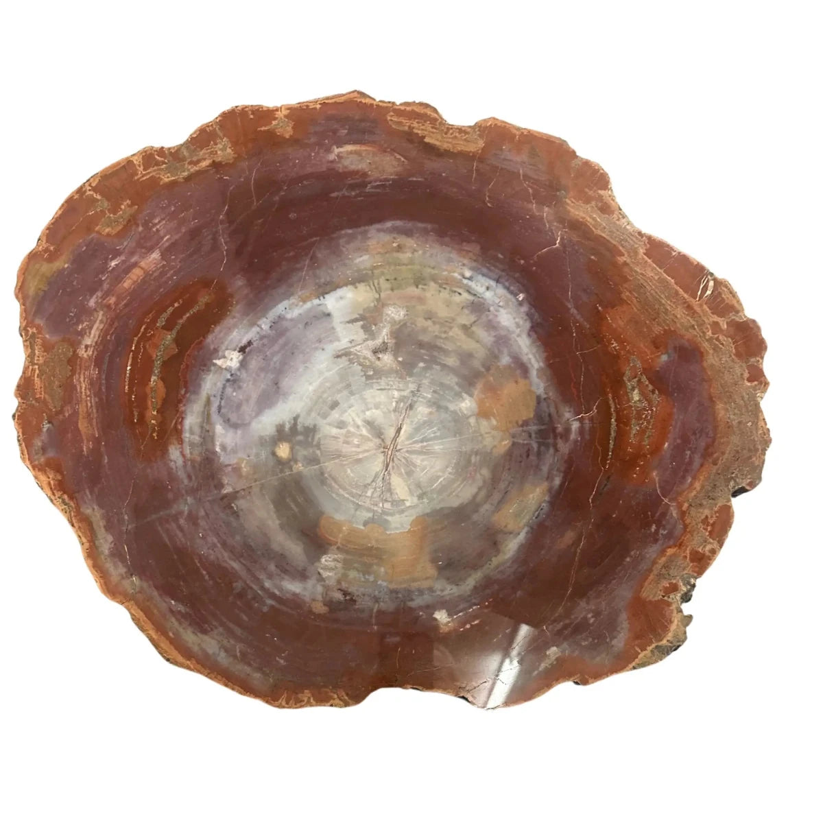 Polished Petrified Wood Slab