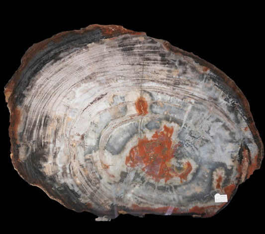 Petrified Wood Slab Slice Red White Tan Natural Tones