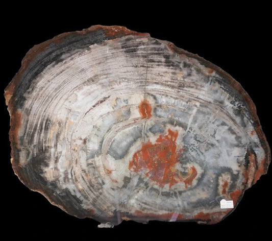 Petrified Wood Slab Slice Red White Tan Natural Tones