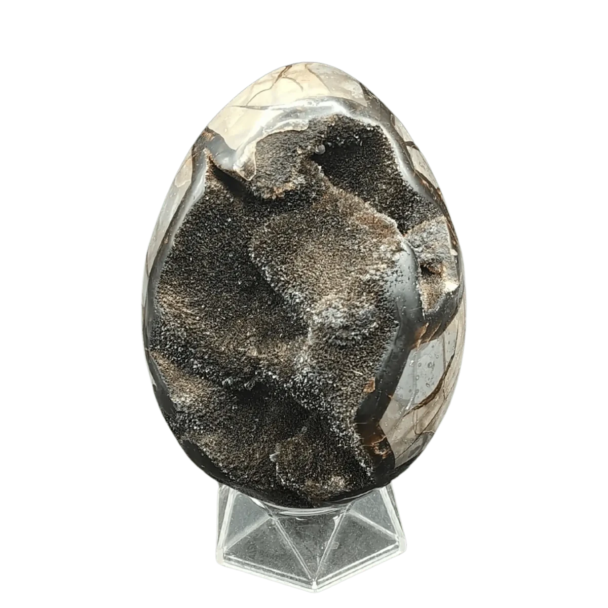 This is the front side of this Septarian dragon egg