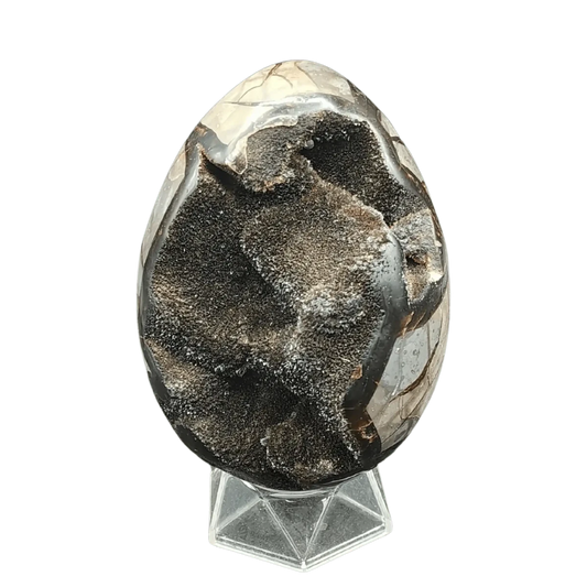 This is the front side of this Septarian dragon egg