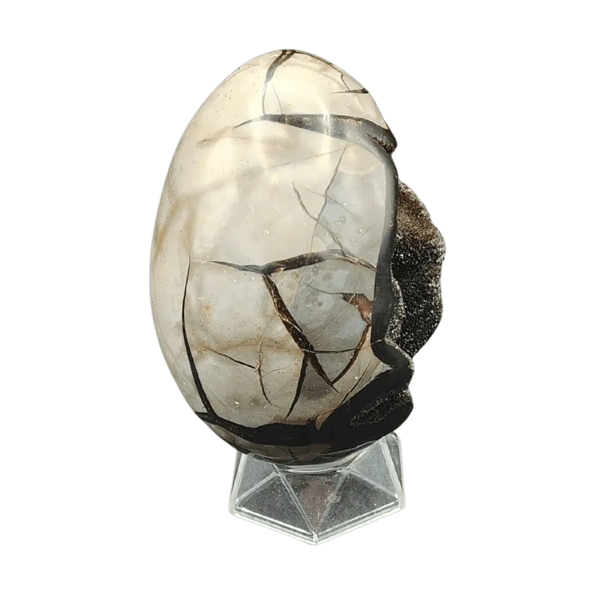 This is the right side of this Septarian dragon egg