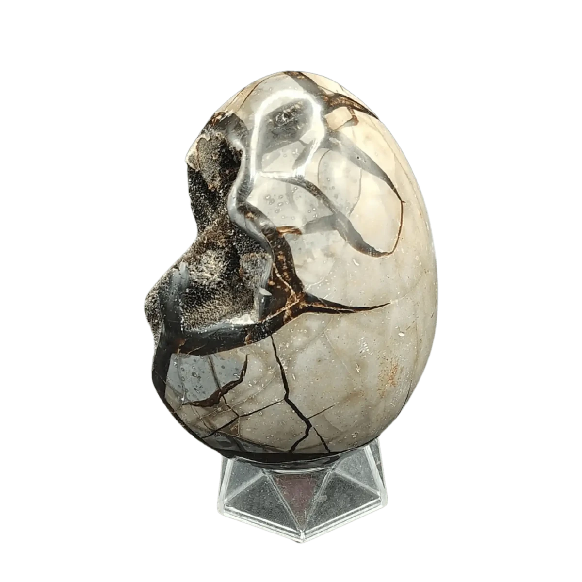 This is the left side of this Septarian dragon egg