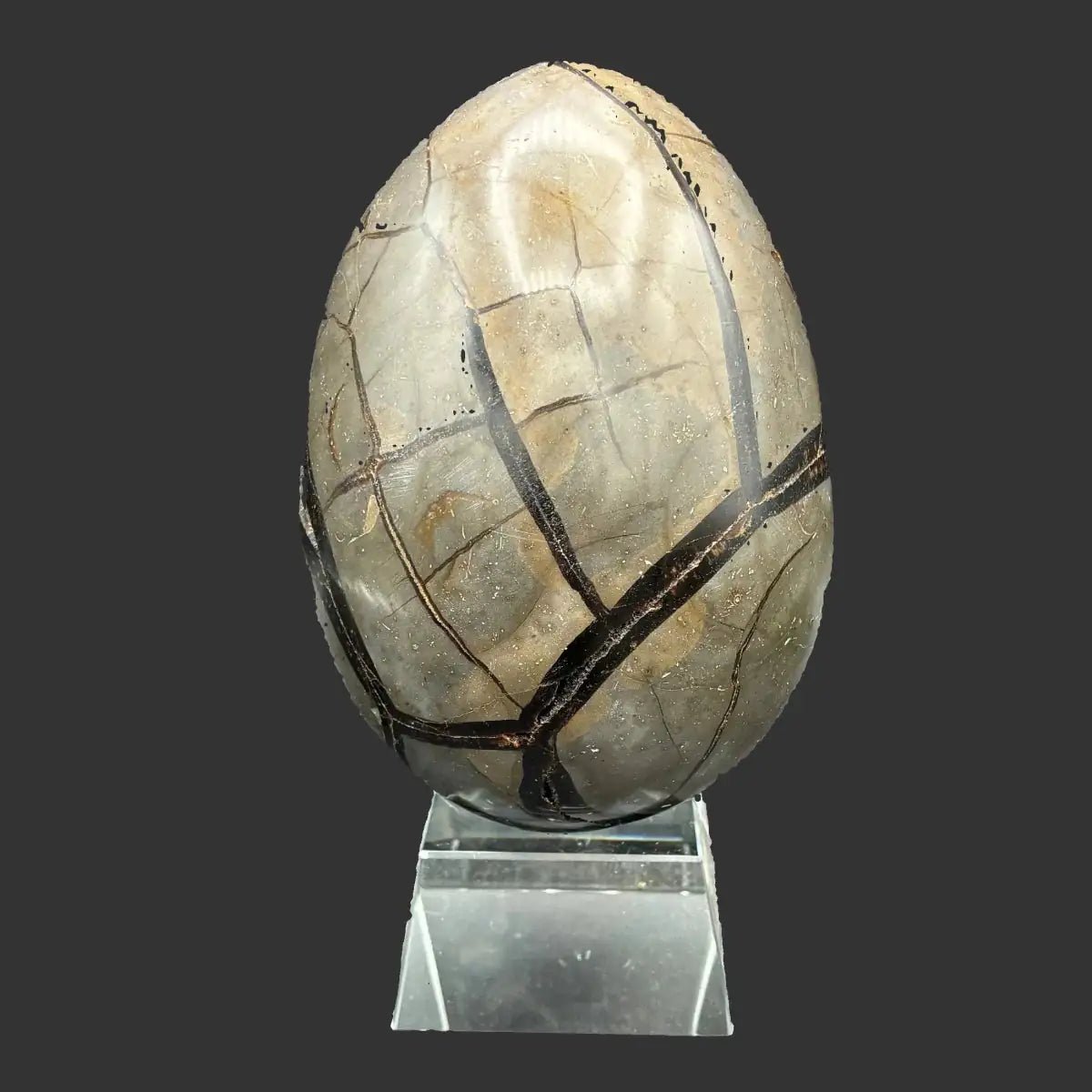 Back side of this Septarian dragon egg in front of a black background.