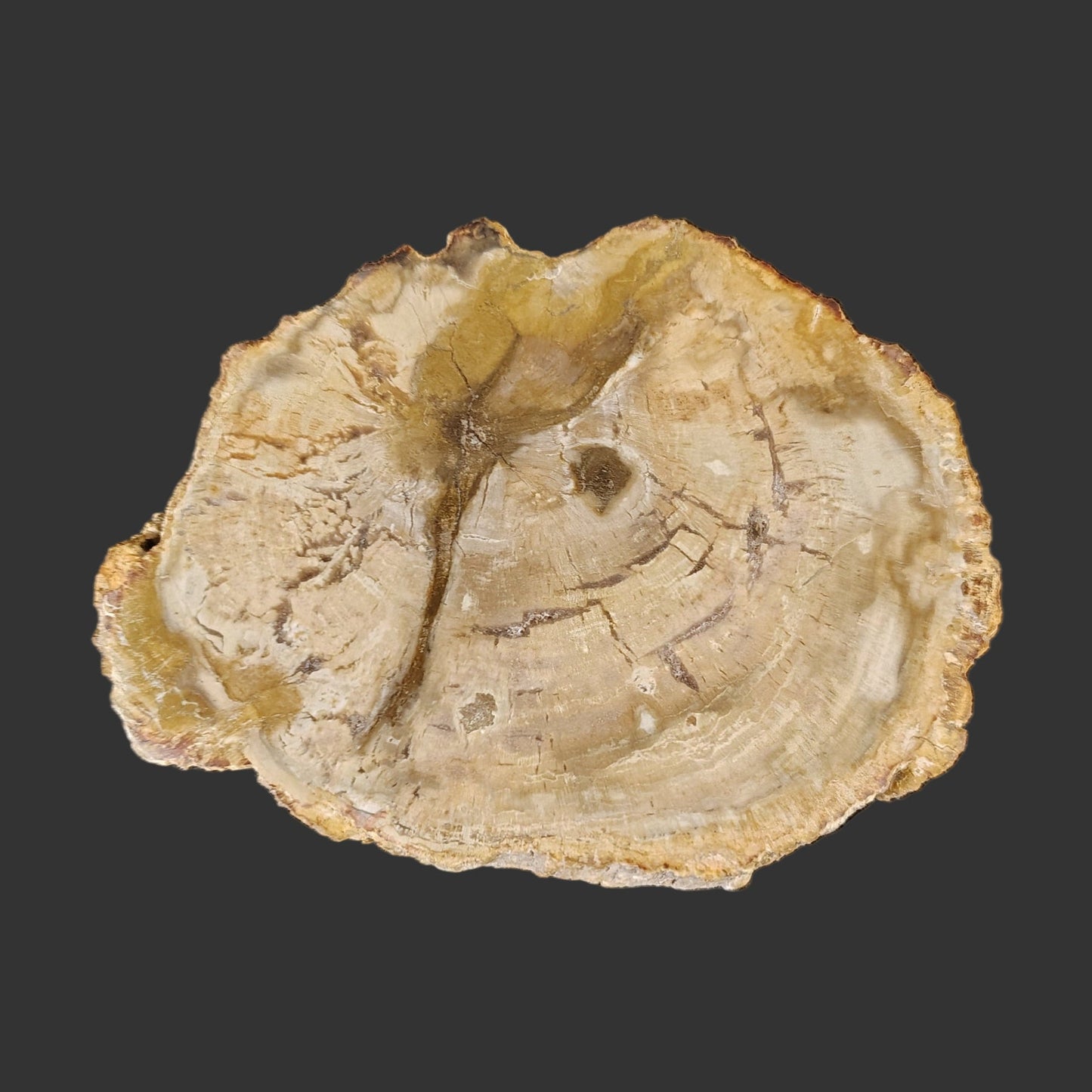 This is the back side of this brown and tan polished petrified wood slab.