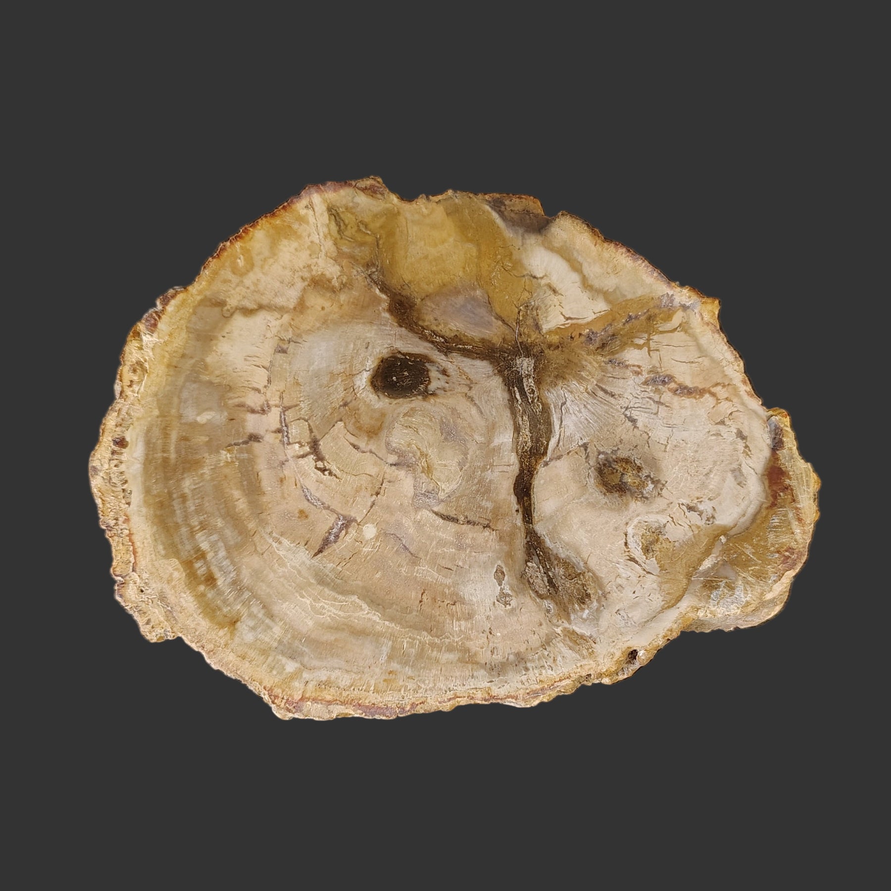 This is the front side of this brown and tan polished petrified wood slab.