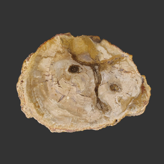 This is the front side of this brown and tan polished petrified wood slab.