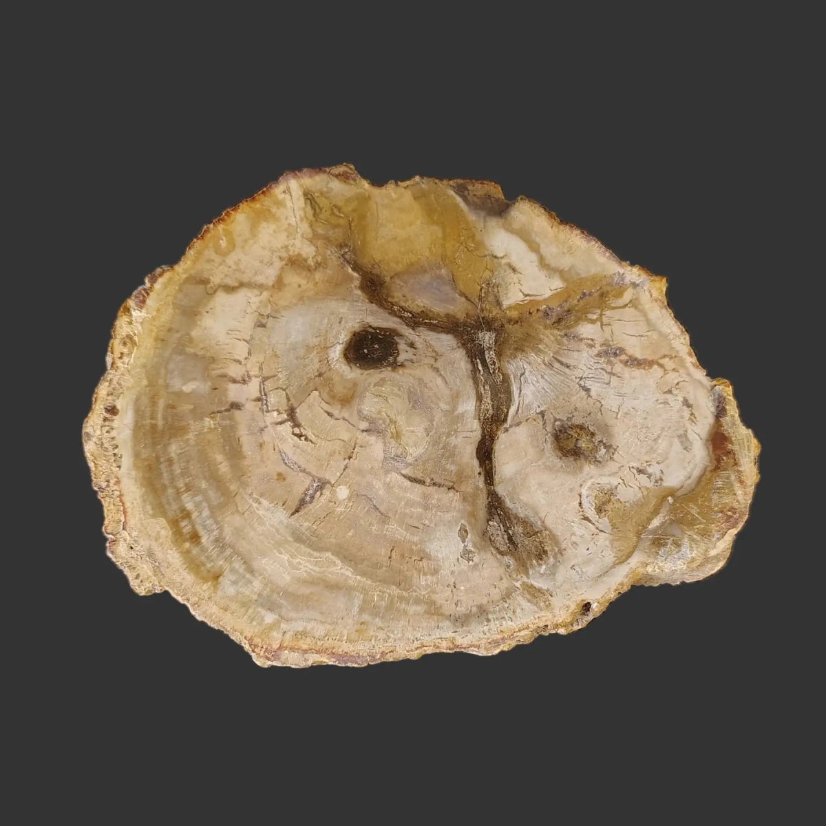 This is the front side of this brown and tan polished petrified wood slab.
