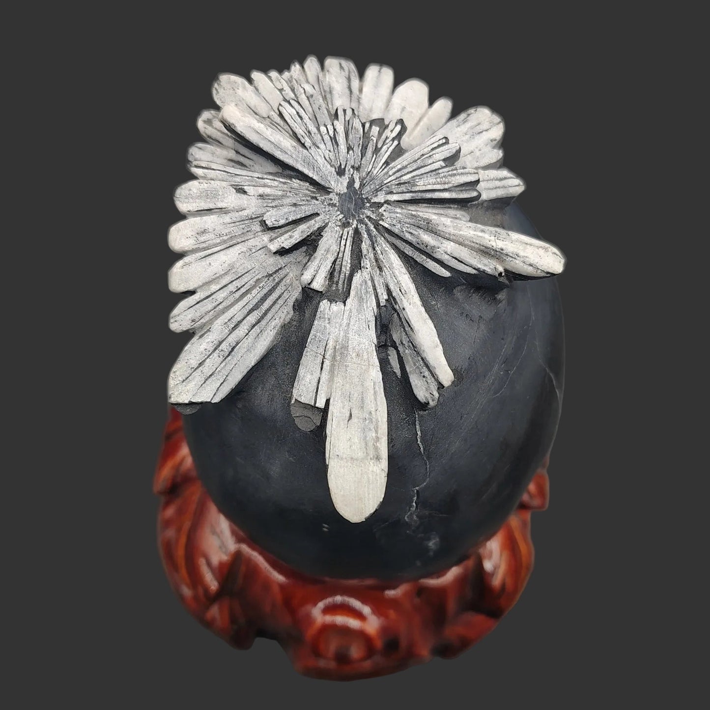 The top of this black Chrysanthemum stone has white striations that looks like a Chrysanthemum flower. 