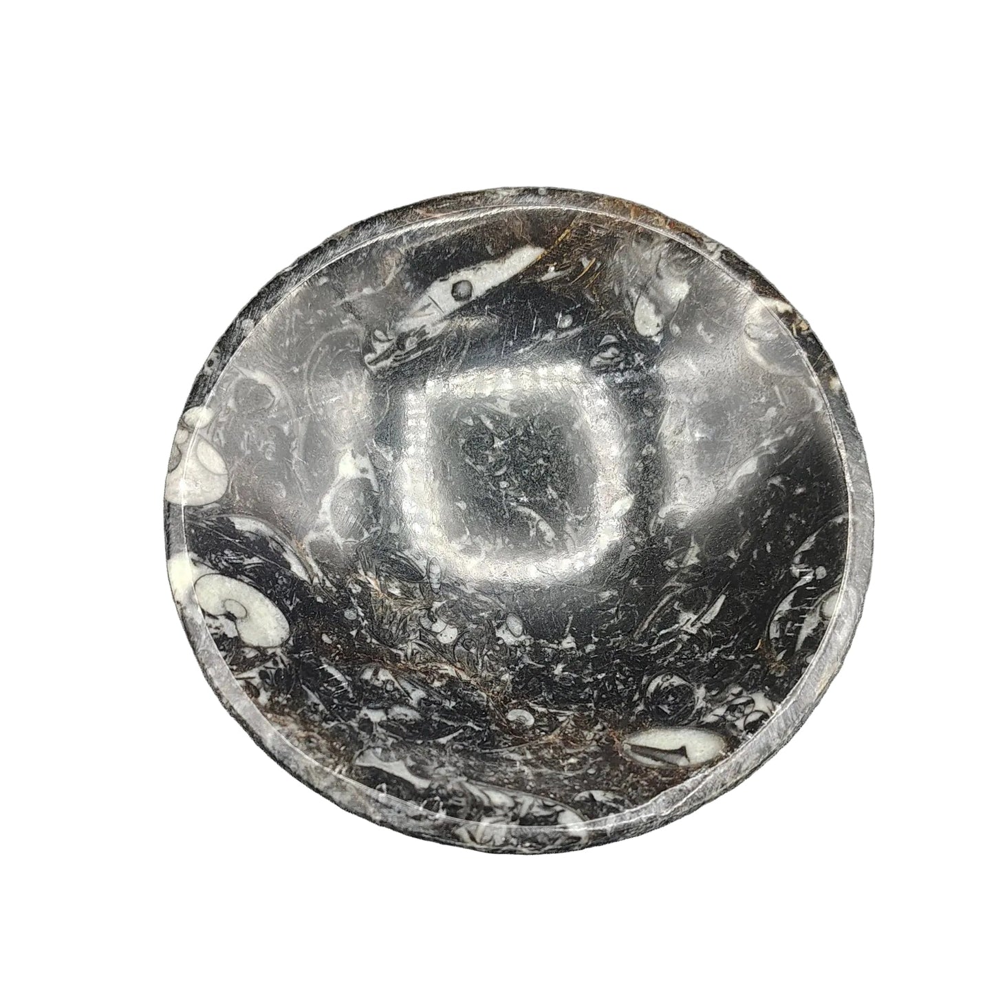 This Ammonite fossil bowl is black and white in color all throughout.