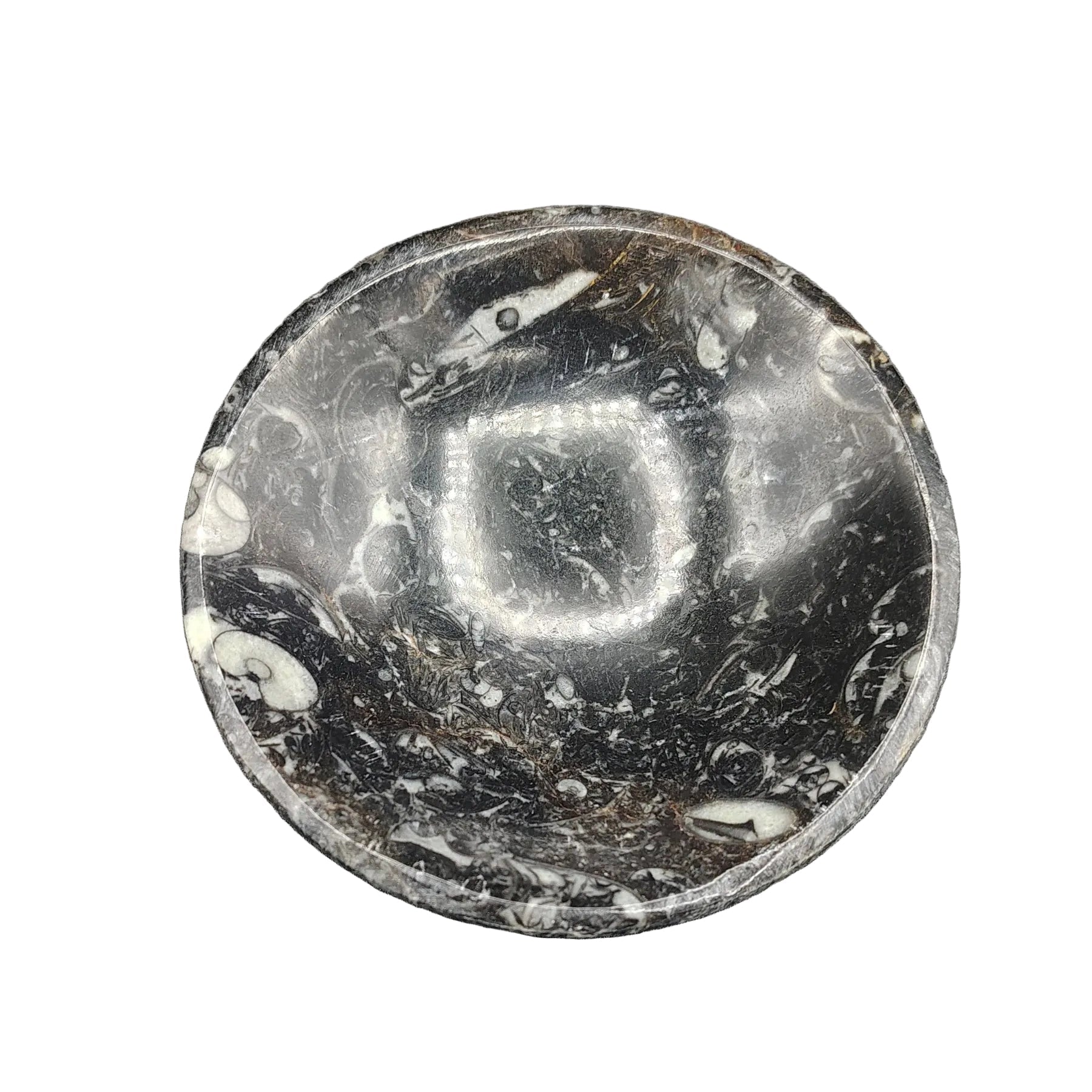 This Ammonite fossil bowl is black and white in color all throughout.