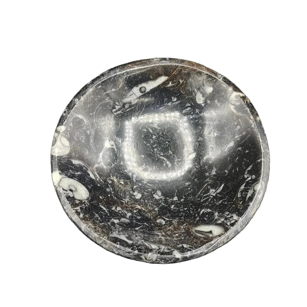 This Ammonite fossil bowl is black and white in color all throughout.