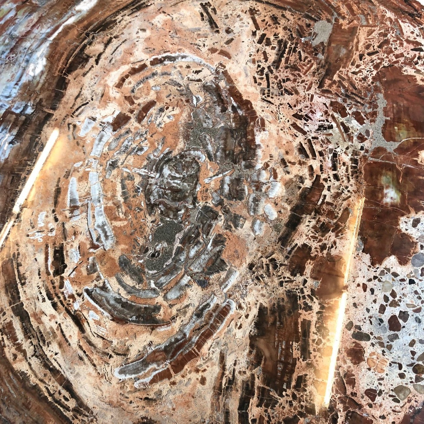 Petrified Wood Tabletop Close Up Image Red, Brown, Cream, Black and Gray Natural Tones