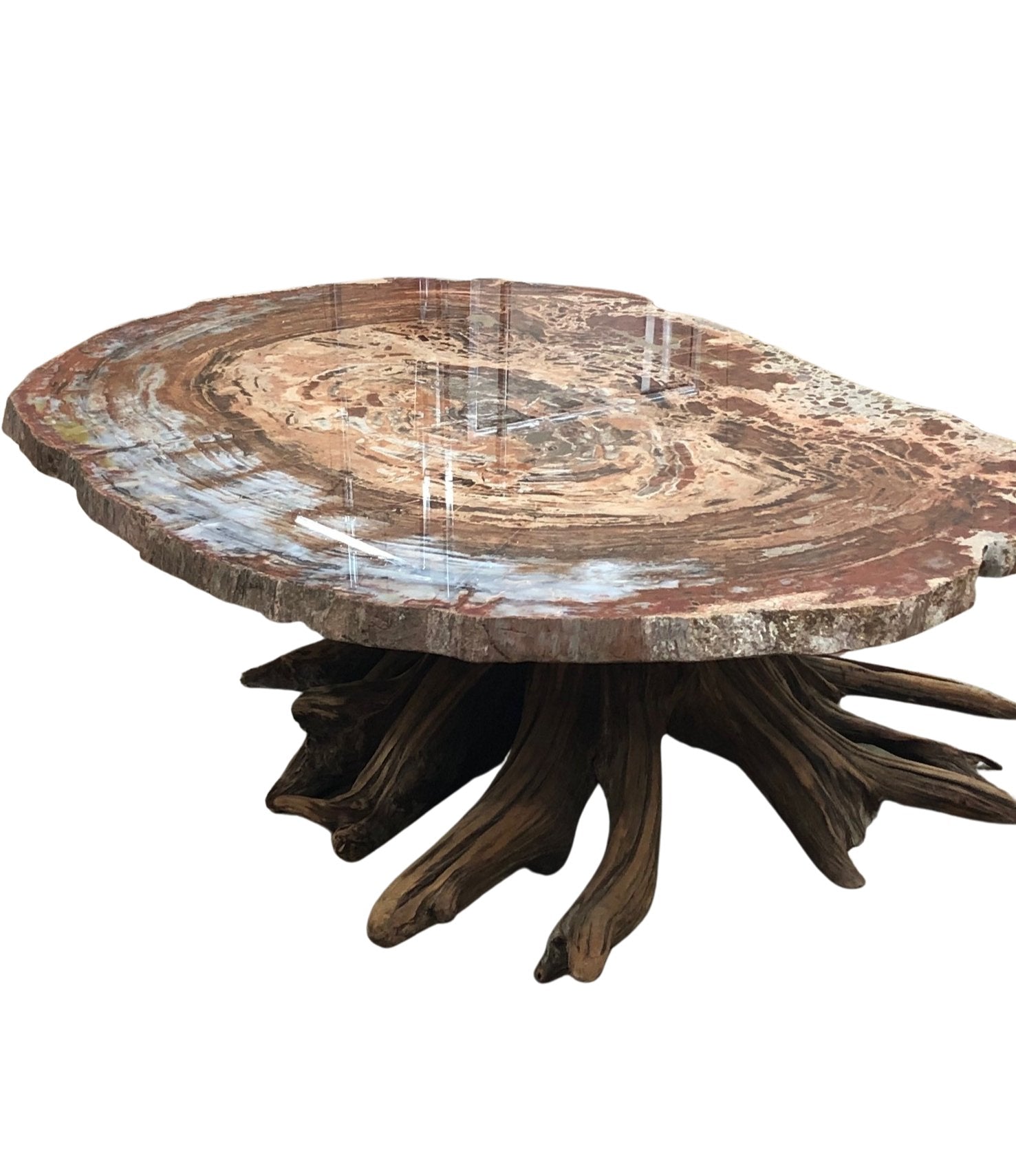 Oval Polished Red, Mustard, Cream, Brown, Black Petrified Wood Table Top On Brown Driftwood Base