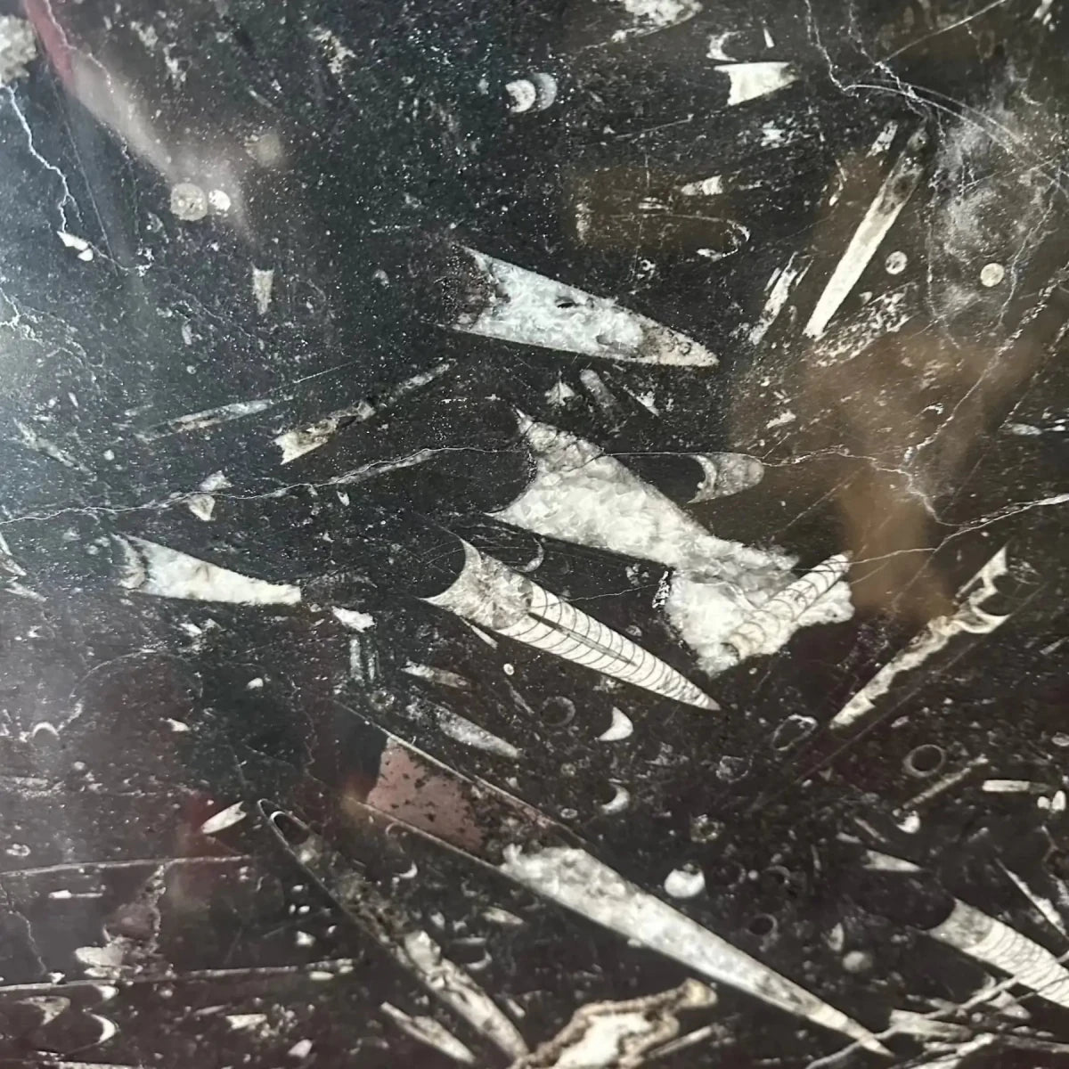 Close Up Fossil Tabletop