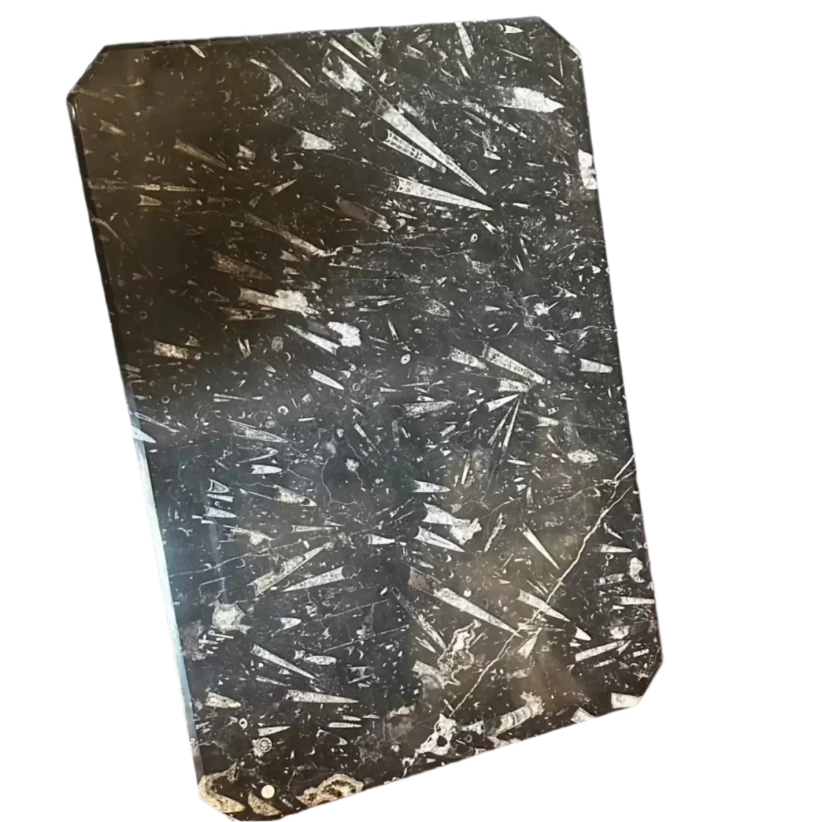 Fossil Tabletop at an angle