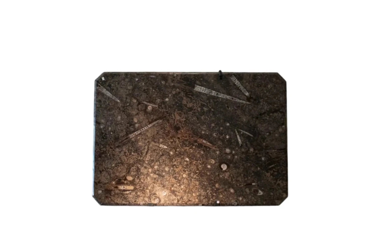 Ammonite and Orthoceras Fossil Table Top On A Black Wall