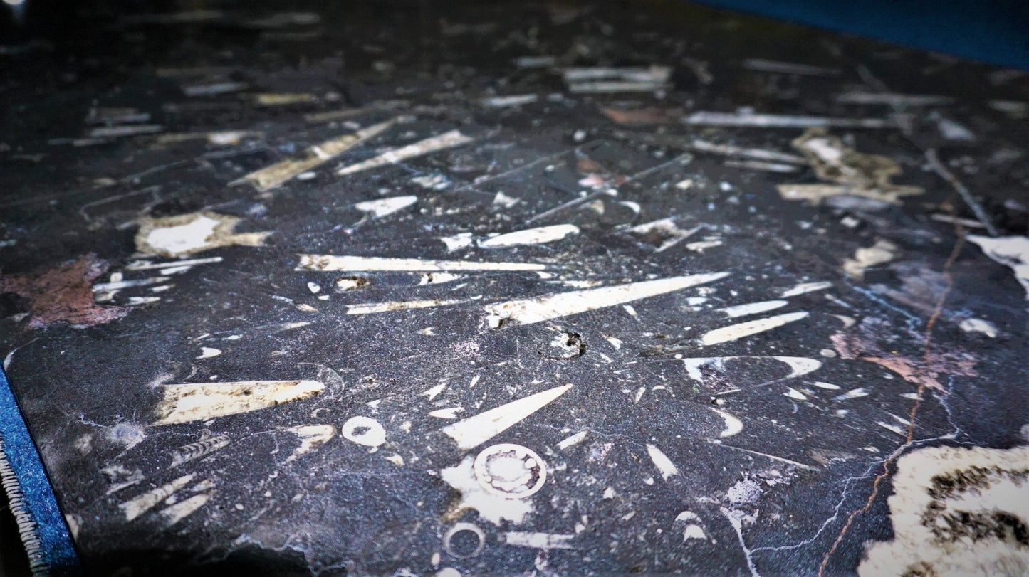 Close Up Orthoceras & Ammonites Within A Table Top