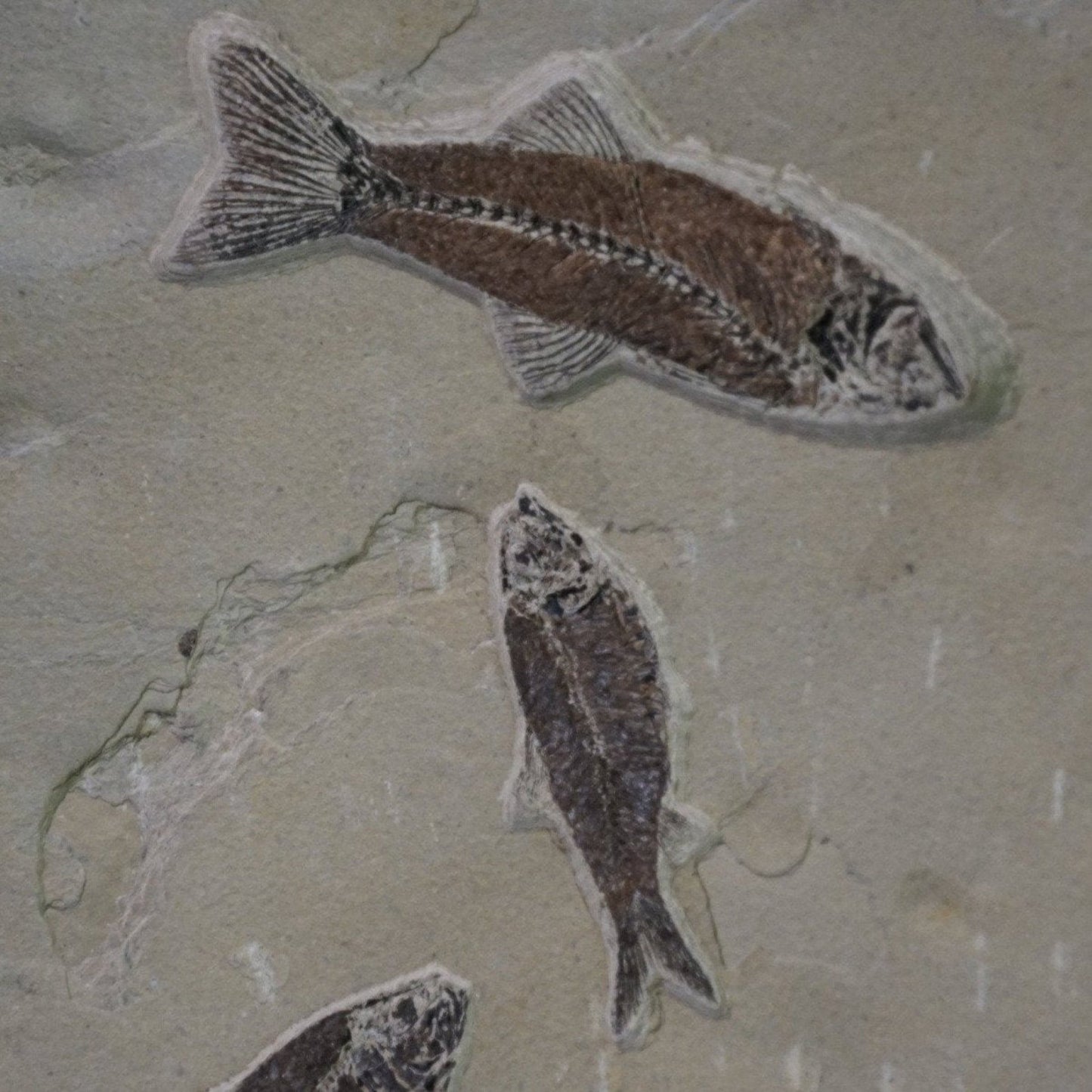 Close Up Of Fish Fossils Wyoming Origin