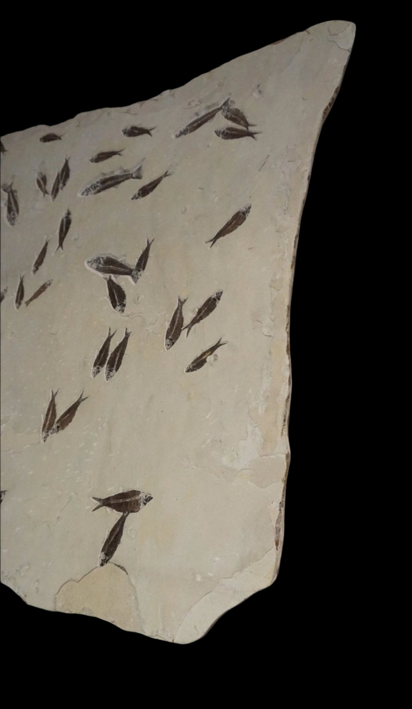 View Of Board Holding Fish Fossil For Wall Hanging