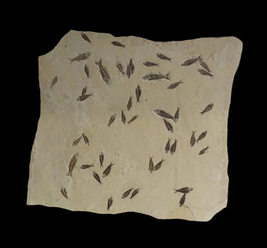 Wyoming Fish Fossil Wall Hanging Featuring 46 Small Fish