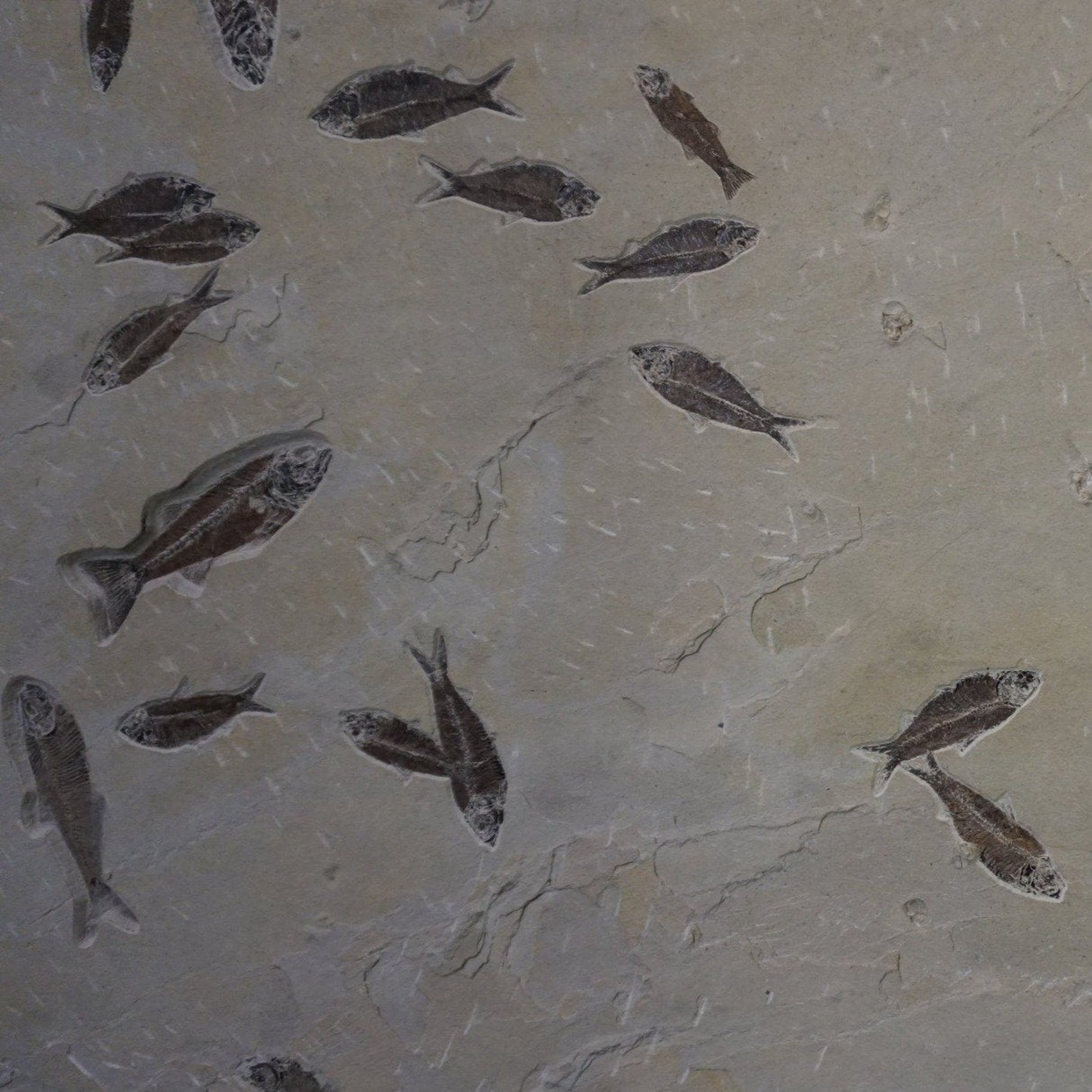 Close Up Multiple Fossilized Fish Specimen