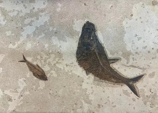 Alternative View Of 2 Fossilized Fish, aquatic vertabrate Wall Hanging