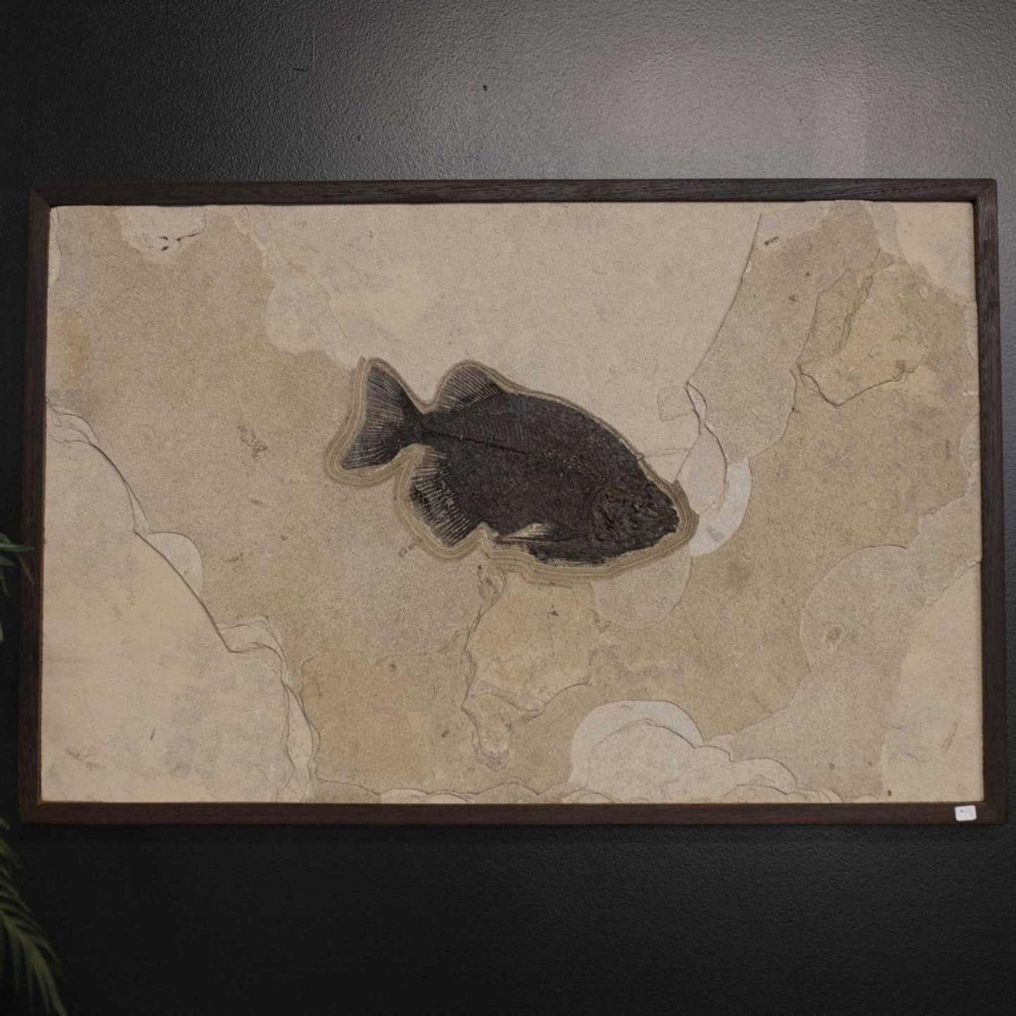 Single Fossilized Fish Body In Sediment From Green River Wyoming Area