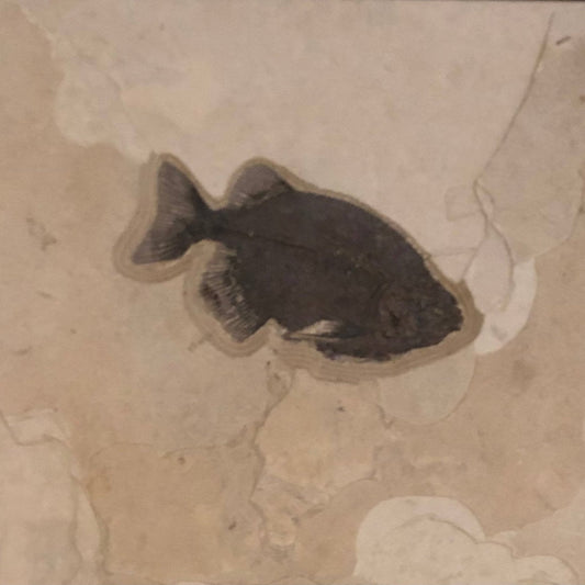 Fossilized Fish Body In Sediment Wall Hanging Natural