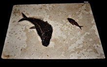 Load image into Gallery viewer, Tan Sediment Surrounding Genuine Fossilized Fish Bodies
