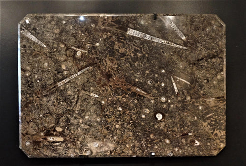Ammonite And Orthoceras Authentic Fossil Table Top