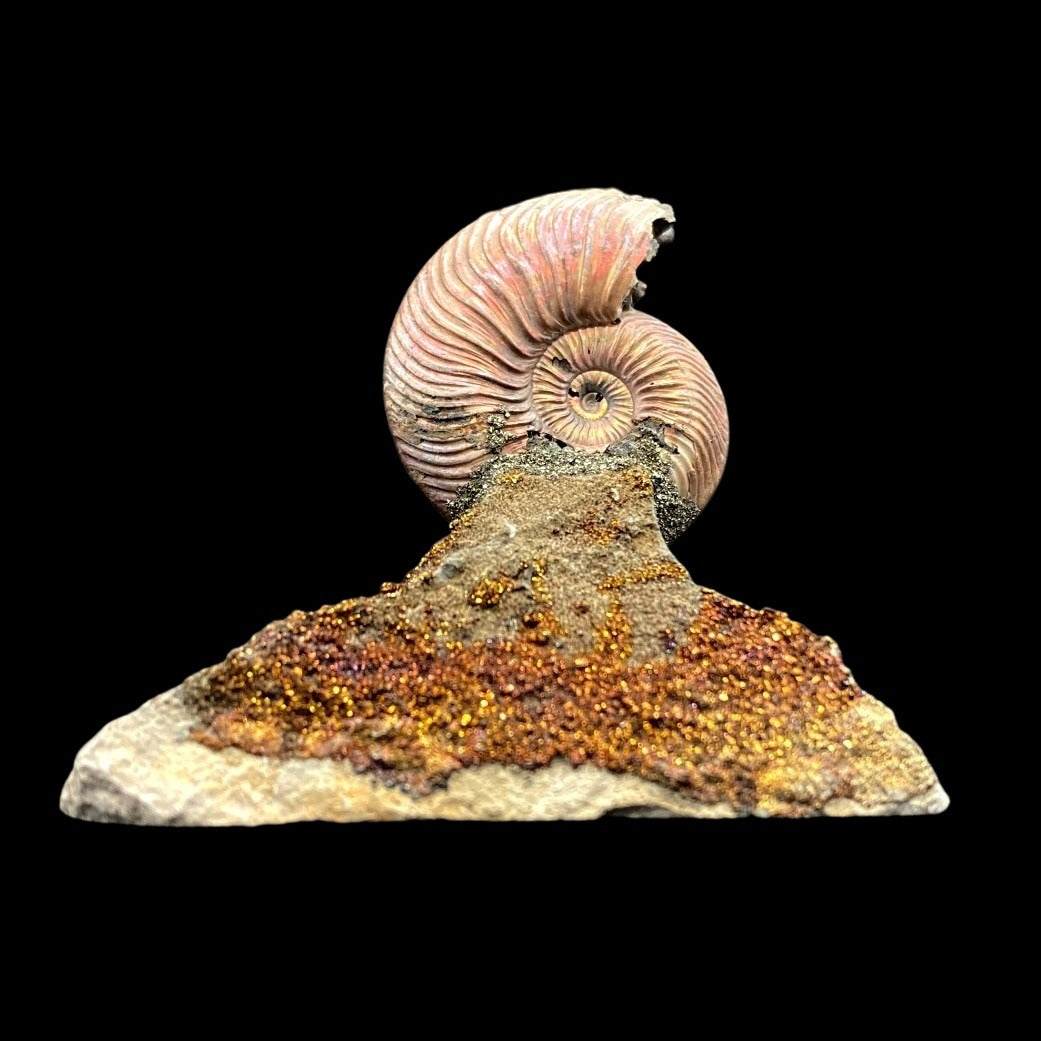 Front Side Of Ammonite Fossil