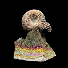 Load image into Gallery viewer, Front Side Of Ammonite Fossil Of druzy Base
