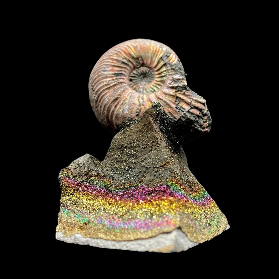 Front Side Of Ammonite Fossil Of druzy Base