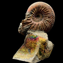 Load image into Gallery viewer, Back Side Of Ammonite Fossil On Druzy Base
