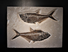 Load image into Gallery viewer, Wall Hanging Petrified Fish Remains
