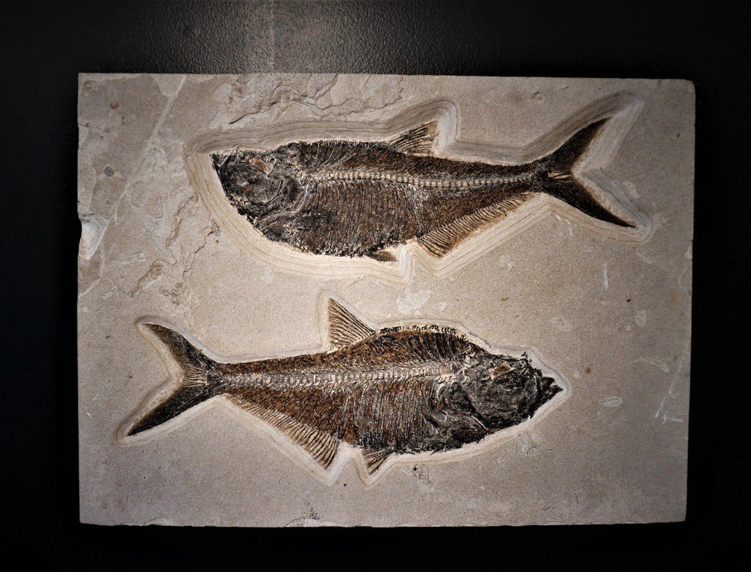 Wall Hanging Petrified Fish Remains