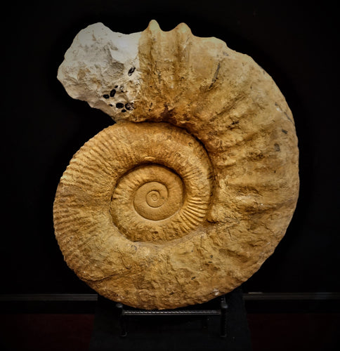 Ammonite Fossil Large Beautiful Specimen