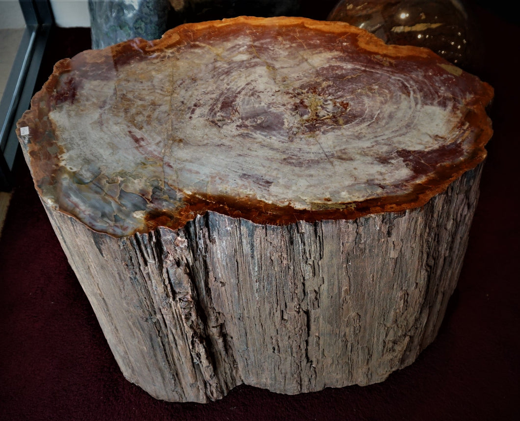 Arizona Petrified Wood Slab Side Table